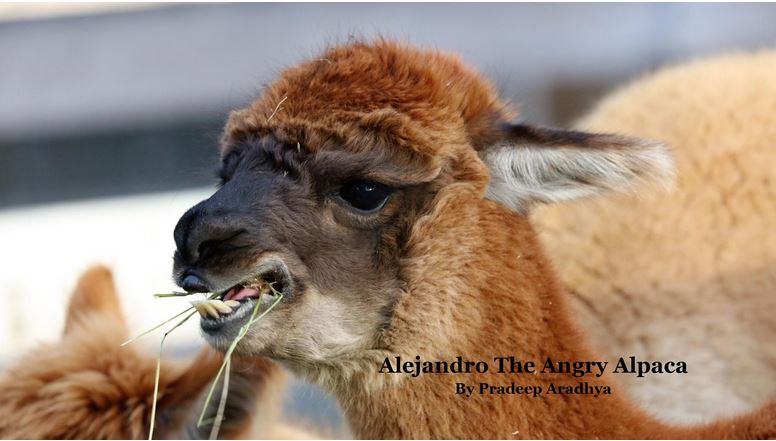 Alejandro the Angry Alpaca