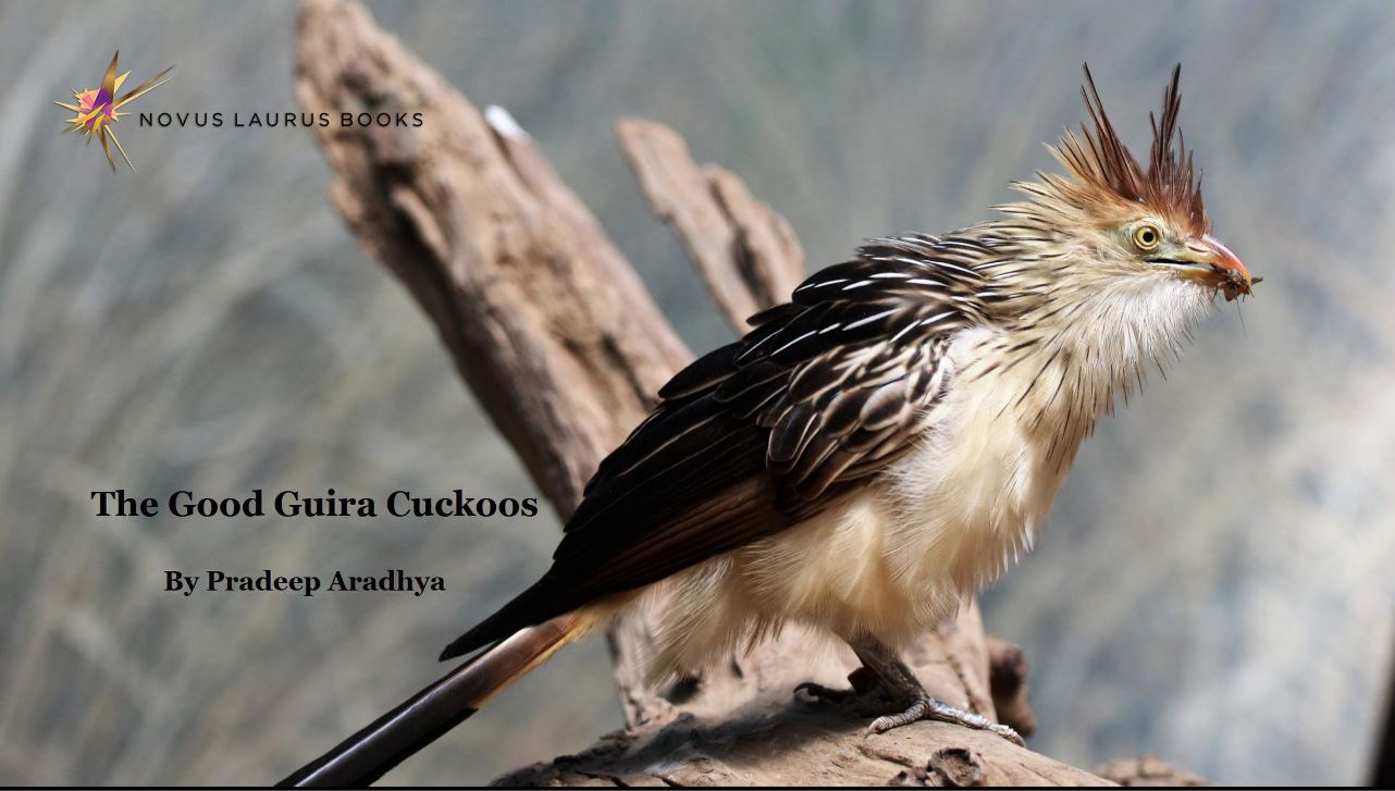 The Good Guira Cuckoos